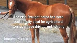 The Horsemart breed guide to Irish draught