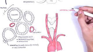 Thyroid Gland Anatomy - (embryology, blood supply, venous drainage, innervation, histology)