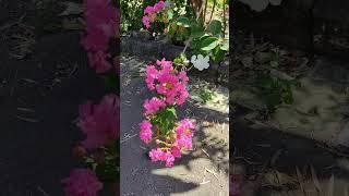 Tabebuya it's blooming now #tabebuya #sidoarjo #flowers