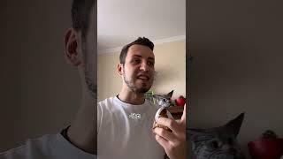 Котики восстали против жадного хозяина Озвучка словно говорят по настоящему #шпакович #котики
