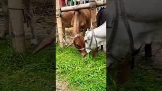 গরু guru cow goru amba hamba cow videos gorur video guru guru goro guru tiktok গরুর ভিডিও golu#viral