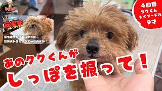 噛み犬トリミングでこの変化！！トリマーとして嬉しすぎる！！