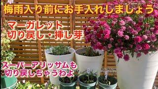 梅雨入り前に蒸れ対策をしましょう。マーガレットの切り戻しと挿し芽、スーパーアリッサムも切り戻し