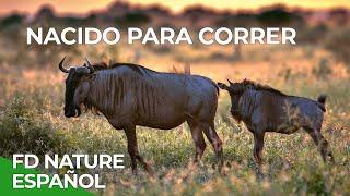 Nacido para Correr | Free Documentary Nature - Español