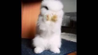 Милейшее создание - cute rabbit