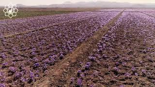 Saffron in Iran