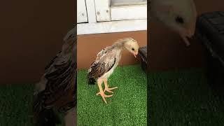 Then VS Now #ornamentalchicken #shamo #europeanshamo #japaneseshamo