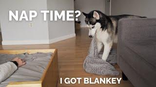Trying To NAP With My HUSKY! He Got Me a BLANKET!!!!