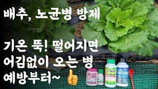 배추 노균병 완전정복 /기온 뚝! 떨어지면 어김없이 오는 병  / 방제는 예방부터  / 관련 농약은?