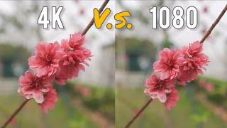 4K VS 1080 Side by Side Comparison Test (Sony ZVE10 + Sony 18-105 f4)