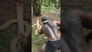 Raising a Wild King Cobra with One Hand — A Moment of Trust