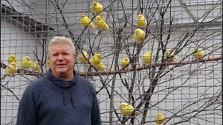 Teil 27. Kanarienvögel. Besuch beim Züchterfreund Marcus in Höxter