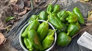 Pepper #2