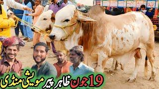Zahir Pir Cow Mandi Today Fresh Latest Video | Cholistani Nokray Ablk Bacray