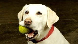 Funny Dogs Playing Fetch By Themselves Compilation 2014 [NEW]