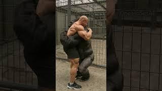 Gorilla vs man!