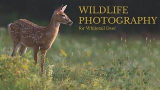 Nature Photography- HOW TO TAKE STUNNING IMAGES OF WILDLIFE - whitetail deer using a photo blind