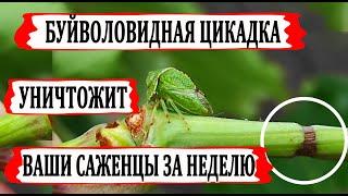   Узнай! Как БУЙВОЛОВИДНАЯ ЦИКАДКА может повредить Вашу школку и молодые однолетние кусты винограда