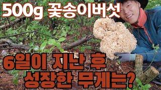 두메산골 오지마을 약초꾼 "산출남" 500g 꽃송이가 6일 후 얼마나 성장했을까요?