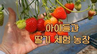 아이들과 논산 딸기 체험 농장에 다녀왔어요^^