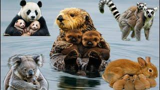 WILD Animal Encounters Caught! : Panda, Elephant, Otter, Cow, Lion, Buffalos  Bird - Animals Sounds