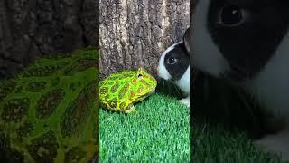RANA SE QUIERE COMER UN CONEJITO#RanasCarnivoras #rabbit  #allaboutanimals  #frogs
