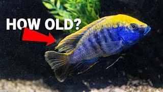 How Long Will My African Cichlids Live?