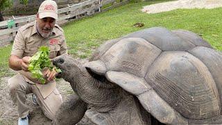 104 YEAR OLD TORTOISE 