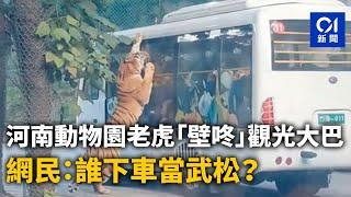 河南動物園老虎「壁咚」觀光大巴　網民：誰下車當武松？｜01新聞｜河南｜動物園｜老虎｜旅遊巴｜壁咚