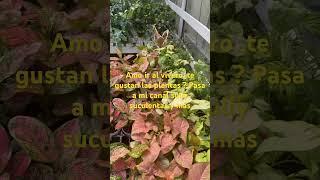 Si te gustan las plantas te invito a mi canal sully suculentas y Más .