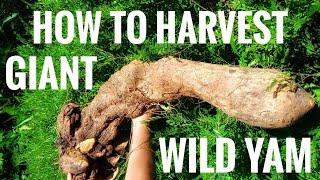 How to harvest giant wild yam