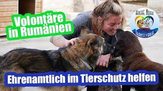 Volontär im Tierheim Arche Noah Transilvania / Tierschützer in Rumänien