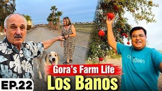 Beautiful Gora's Farm Life in California wow kiya maze Hain | Exploring America Ep.22