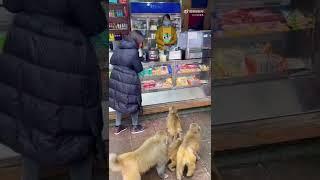 Monkeys street robbery | 一群猴子当街抢劫