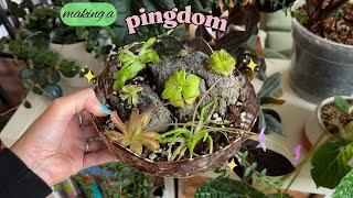  making a pingdom  easy diy carnivorous plant display