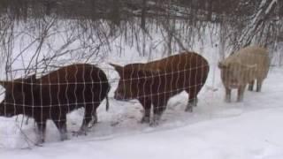 Cross Island Farm - Jefferson County Job Development Corporation