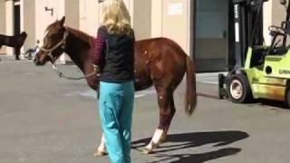 Neuroaxonal Dystrophy in Quarter Horses