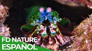 El Mundo Salvaje: La Gran Barrera de Coral | Free Documentary Nature -  Español