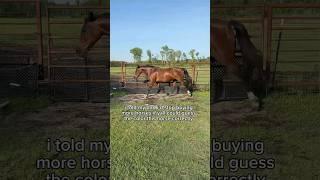 Orange or something like that right? #horse #trend #viralshort #trending #lol #cute #horsegirl