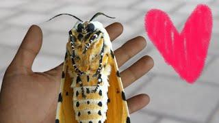 Cute Moth:  Six-legged kitten / Cute Salt Marsh Tiger Moth (Estigmene acrea)