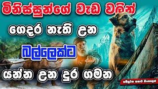 පුංචි දේටත් අඩන අය මේක බලන්න එපෝ | The Call Of The Wild | Movie Review Sinhala