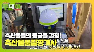 ‘축산물품질평가사’ 전국에 단 360명뿐인 이색 직업↗ #생방송투데이 #LiveToday #SBSstory