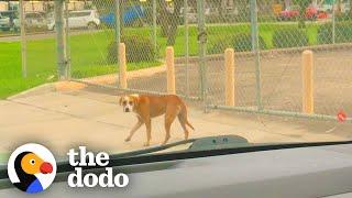 Dog Found Wandering Around Airport Doesn't Trust Humans | The Dodo