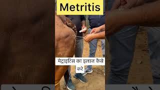 Treatment of Metritis l Dr Umar Khan