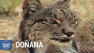 Doñana National Park (Spain). Full Documentary