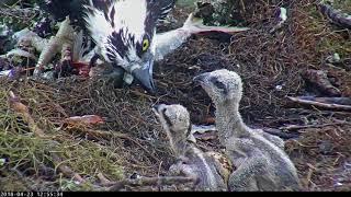 Live Fish Fed To Osprey Chicks On Wet Day In Savannah, GA – April 23, 2018