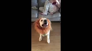 Sonny the Golden Retriever. Please like and subscribe.