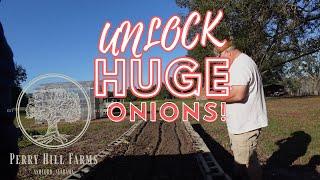 UNLOCK HUGE ONIONS: PLANTING SECRETS IN RAISED BED GARDENS