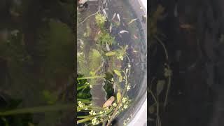 #shortvideo #fish #naturalpond #ecosystem