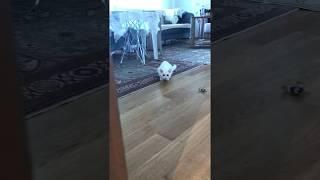 Funny Kitten Cat Attack